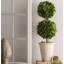Thisbe 20'' Boxwood Topiary in Ceramic Pot