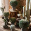 Faux Cactus Plant in Pot-783575175