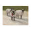 «Lambs With Wreath», reproduction d'impression sur toile tendue-27491609