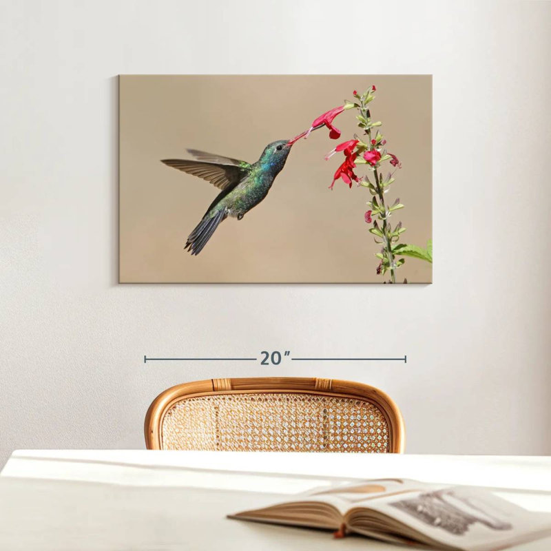 Broad-Billed Hummingbird Drinking Nectar, 16" H x 24" W