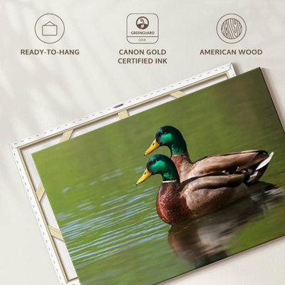 Brampt Mallard Duck Couple
