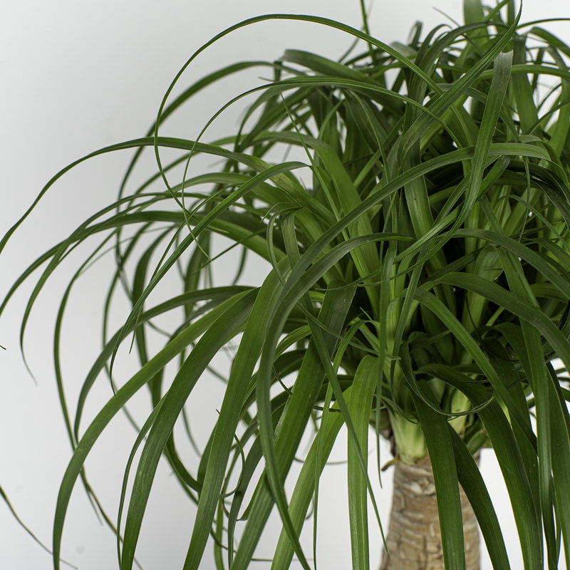 Costa Farms Indoor Ponytail Palm House Plant in 6-inch Décor Pot with Stand
