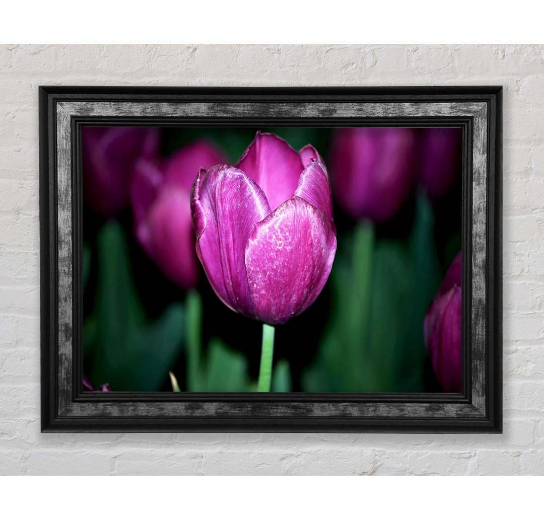 Gerahmtes Leinwandbild Purple Night Tulip