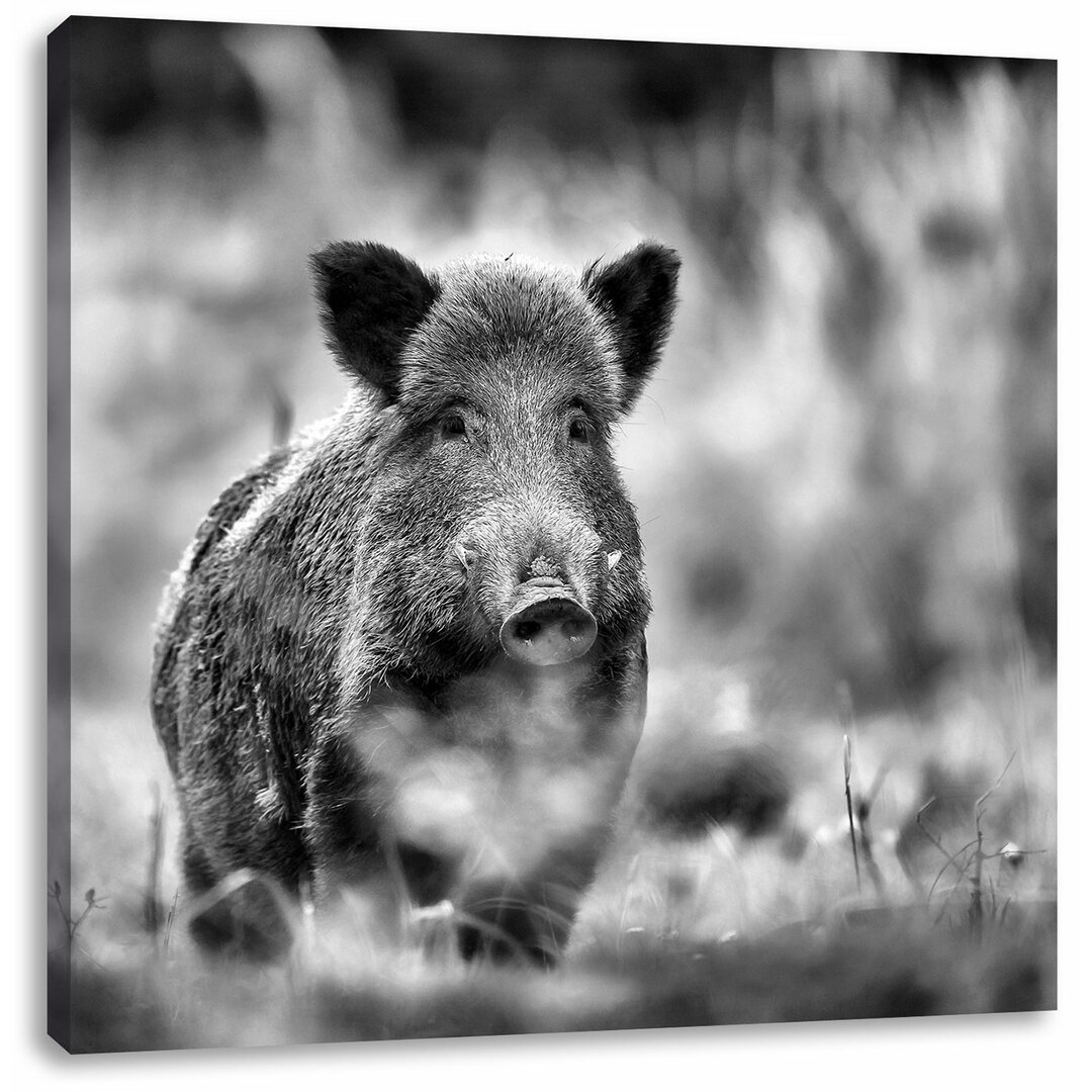 Leinwandbild Stolzes Wildschwein im Wald