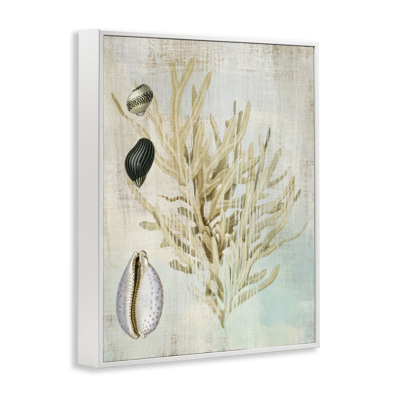 Coral Branch & Cowrie Shells, giclée encadrée, design par Susan Arnot, H 14 po x l 11 po
