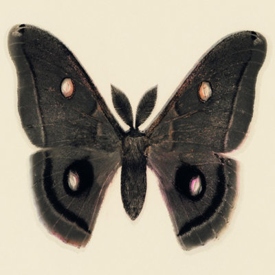 Flutter 2 Print by Todaro, Katie