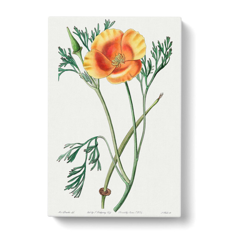 Orange California Poppy - Wrapped Canvas Painting, 60cm H x 40cm W x 3cm D