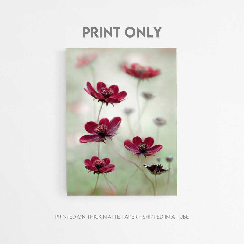 Cosmos Sway, art mural: aquarelle botanique - encadré ou non, 48" H x 36" W, Frameless Print, Does Not Apply