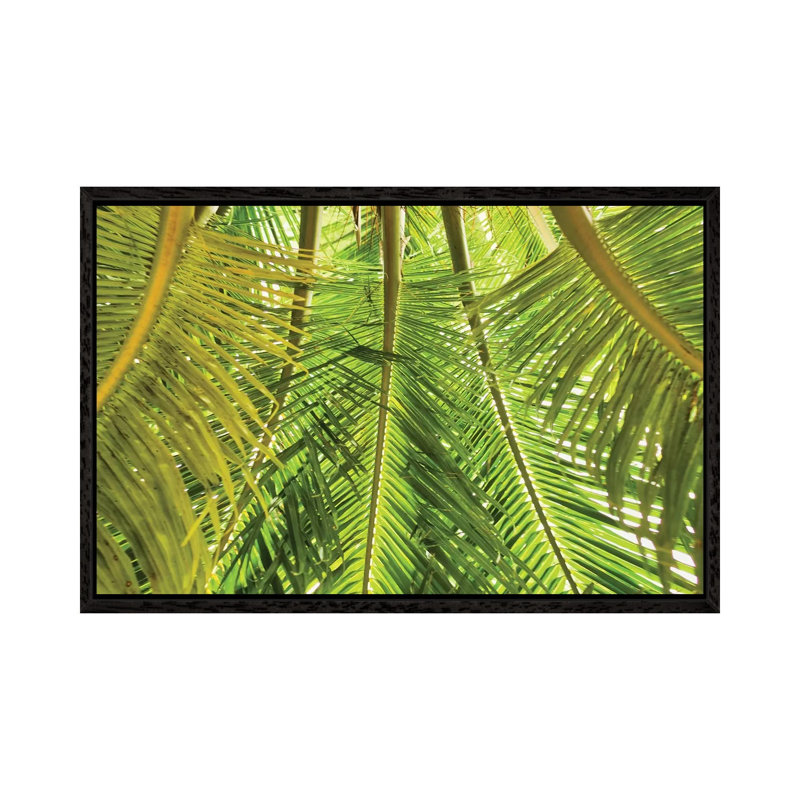 Green Palm Fronds by Mark Paulda - Print on Canvas, 45.72cm H x 66.04cm W x 3.81cm D, Black Floater Framed