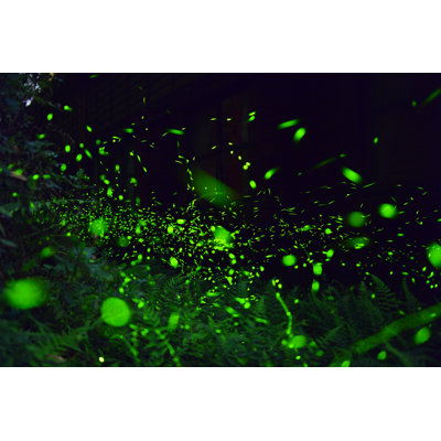 " Fireflies "