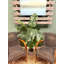 Philodendron en pot 5 pi-85898686