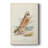 Hawk Owl -Custom Wrapped Gallery Cavas-1364806296