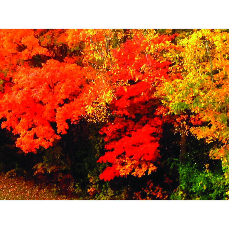Automne Potourri - photographie, Pas de tapis, Papier, H 24 po x l 32 po x P 0,15 po