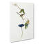 Banded Wren by Elizabeth Gould - Wrapped Canvas-55363562