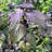 Primrue Live Foliage Plant
