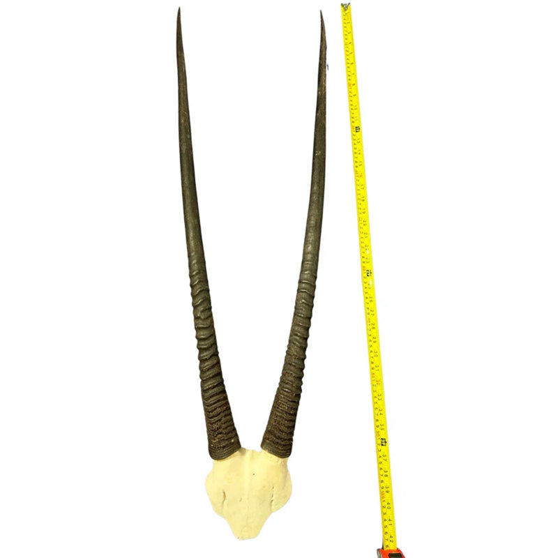 Real Oryx Antelope Skull (V-shape)