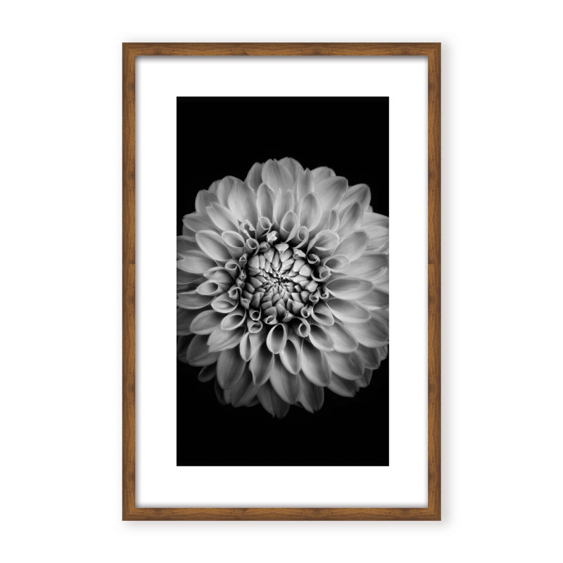 Nature Inspired Marigold by  - Picture Frame Photograph on Paper, 24" H x 16" W x 1.125" D, Black, Framed Matted Print