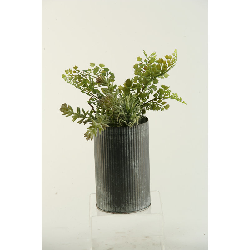 Sedum et plante de vase en fer en