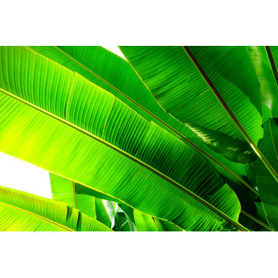 Tropical Banana Palm Leaf by Pernsanitfoto - Wrapped Canvas Print