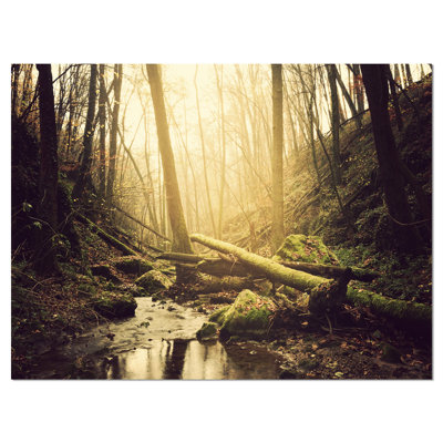 " Stream In The Dark Wild Forest "