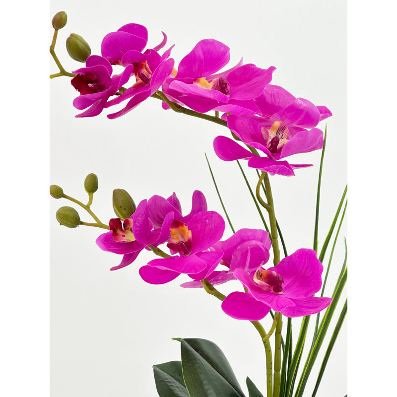 Double orchidée phalaenopsis, arrangement floral, Rose