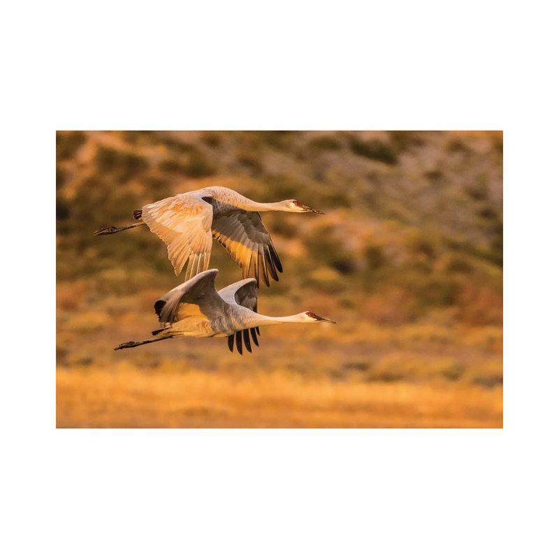 USA, New Mexico, Bosque Del Apache National Wildlife Refuge. Sandhill cranes flying. 1 Piece Wrapped Canvas Wall Art