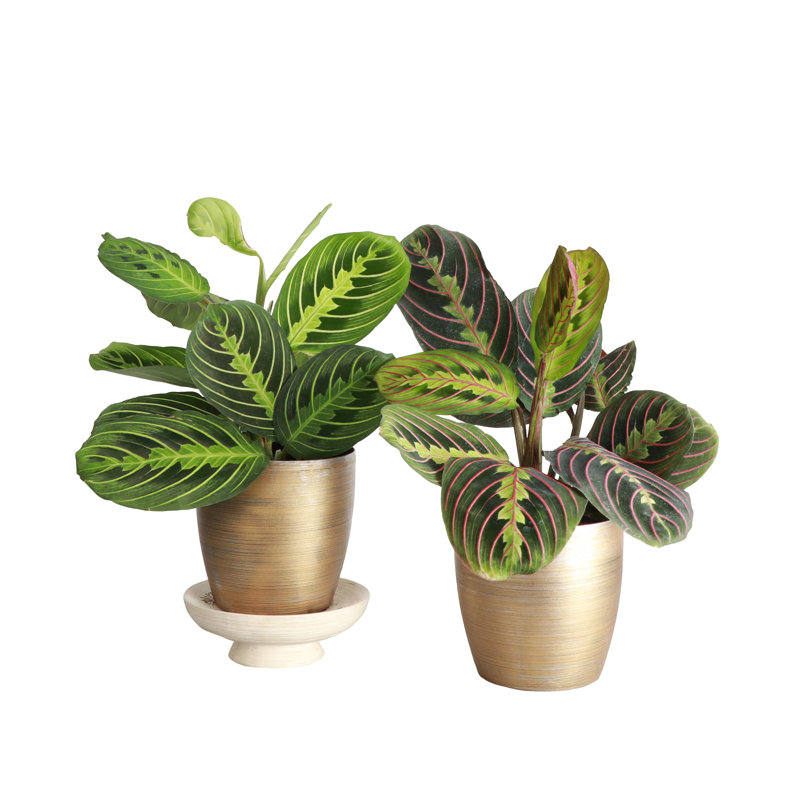 Live Prayer Plant Set in Classic Pots, Gold