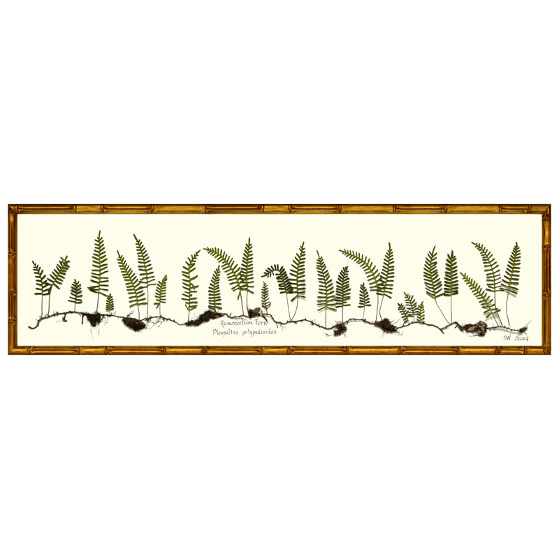 Resurrection Fern Print by Sandy Whitaker, Gold, 11" H x 41" W