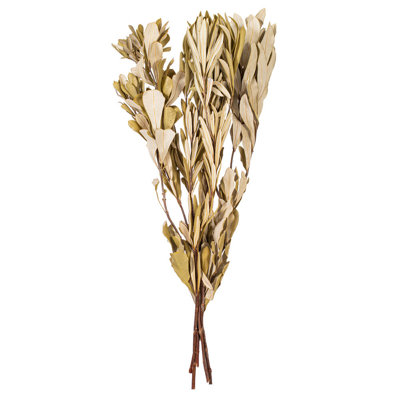 Bouquet de feuilles séchées 20 à 24 po Dakota Fields Natural Mealy Banksia, 4,4 oz. Il s'agit d'un produit naturel. Les dimensions et la couleur peuvent varier d'une plante à l'autre.