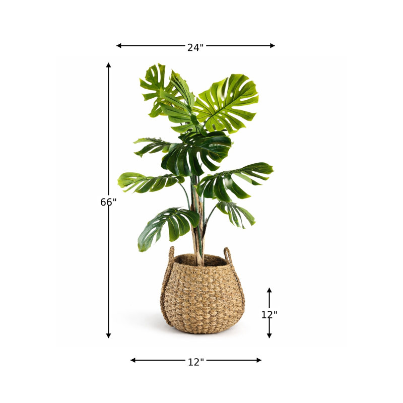 Panier à poignée 5,5 pieds Monstera