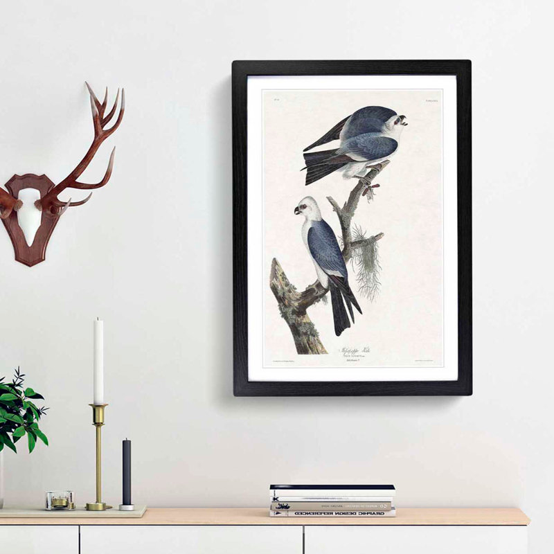 Mississippi Kite Birds by John James Audubon - Picture Frame Art Print, 36cm H x 27cm W x 2cm D, Black Framed