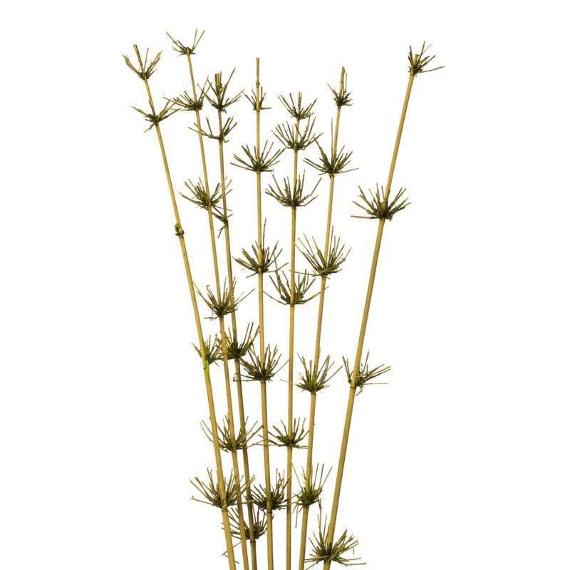 Faux Reed Plant