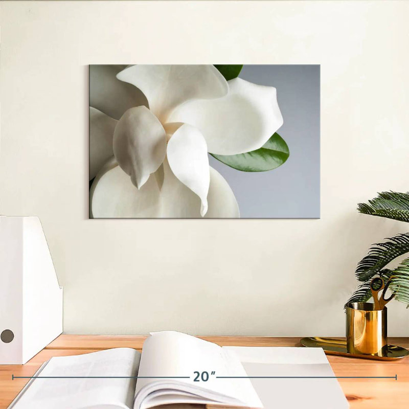 Magnolia blanc Harnek, H 8 po x l 12 po