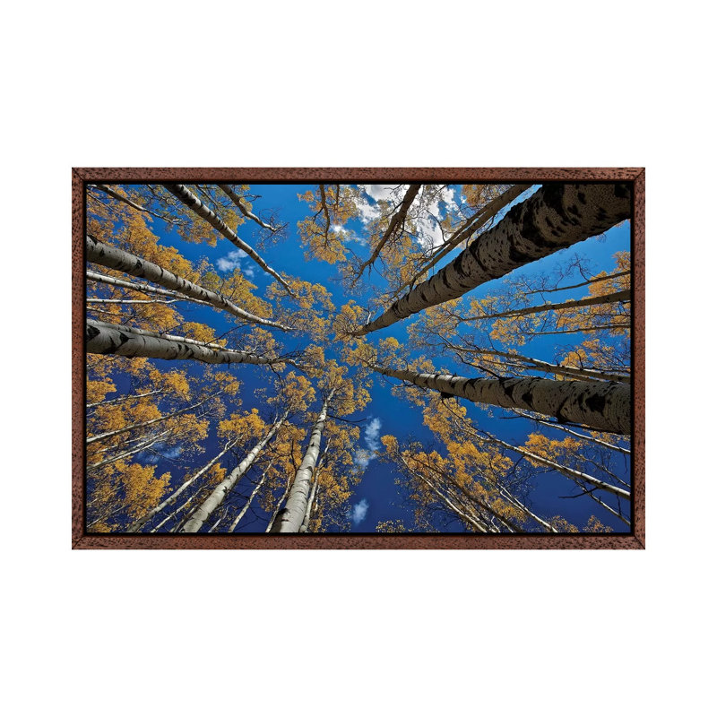 Aspen's Fall by Verdon - Print on Canvas, Classic Brown Wood Floater Framed, 45.72cm H x 66.04cm W x 3.81cm D