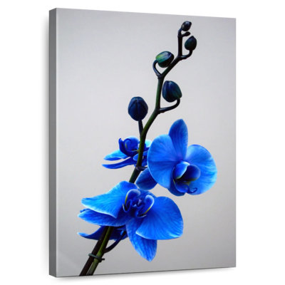 Harnek Blossoming Blue Orchid