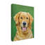 « dog portrait golden », reproduction de peinture à l’acrylique sur toile tendue-33514178