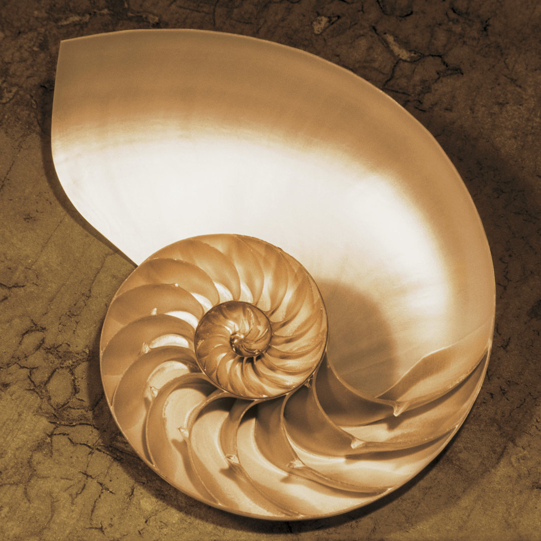 Chambered Nautilus