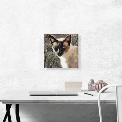 " Snowshoe Cat Breed Brown "