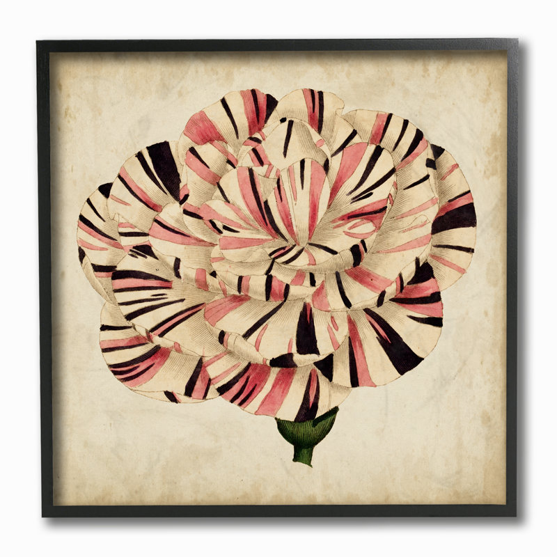 Reproduction d’art graphique de tulipes rayées en fleurs vieillies par vision studio-impression, H 12 po x l 12 po x P 1,5 po