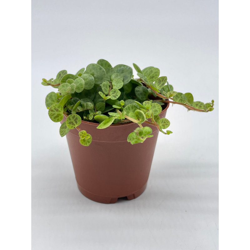 Florida House Plants in Pot