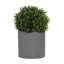 Seville Faux Boxwood Topiary in Fiberstone Planter