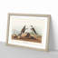 Ring Plover Birds by John Audubon - Picture Frame Painting Print-55598776-55598778