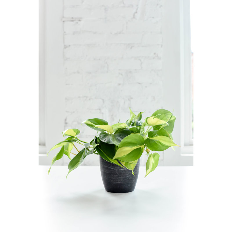 Live Brazil Philodendron Plant in Classic Pot, Brushed Silver