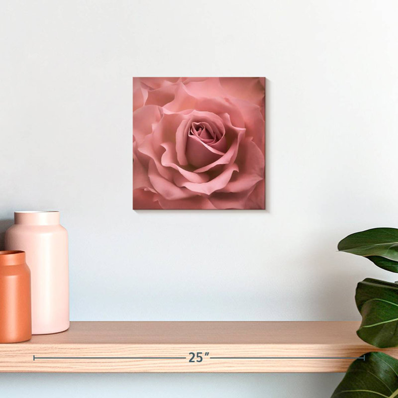 Rose brumeux Harnek, H 10 po x l 10 po