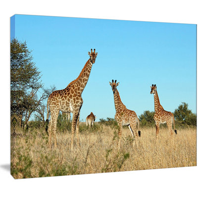 " Giraffe Family In Africa "