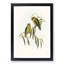Coxen's Parakeets by Elizabeth Gould - Picture Frame Painting Print-55510579-55510580