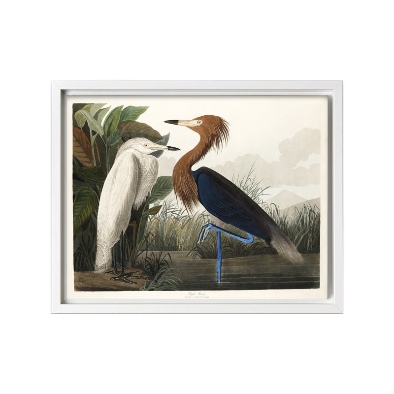 John James Audubon - Héron mauve, Canvas, White Framed, 08"H x 10"W