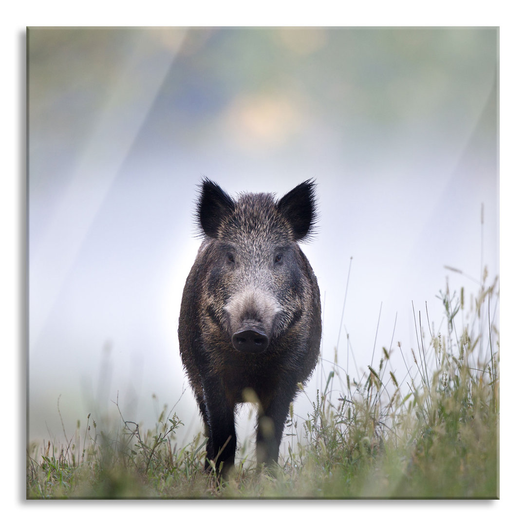 Ungerahmtes Foto auf Glas "Wildschwein in einer Wiese im Nebel"