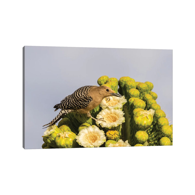 USA, Arizona, Sabino Canyon. Male Gila Woodpecker Feeding On Cactus Blossom. by Jaynes Gallery - Wrapped Canvas Gallery-Wrapped Canvas Giclée