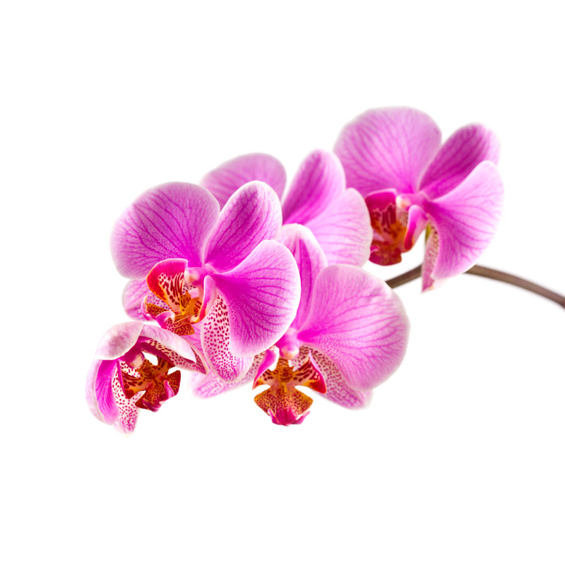 Orchidée rose par Twity1, H 20 po x l 30 po
